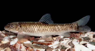 Garra ghorensis